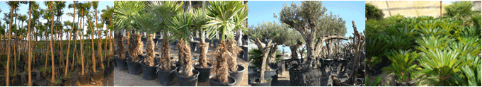 Compra/venta de Planta Ornamental